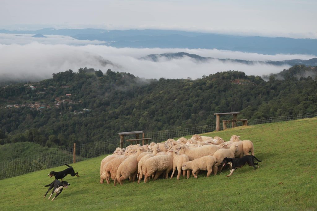 Akha Farmville